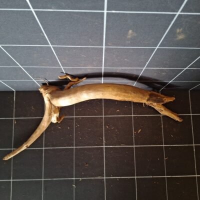 Tuskwood korzeń akwariowy z prawdziwego drewna bagiennego 60 cm P262619 widziany z góry