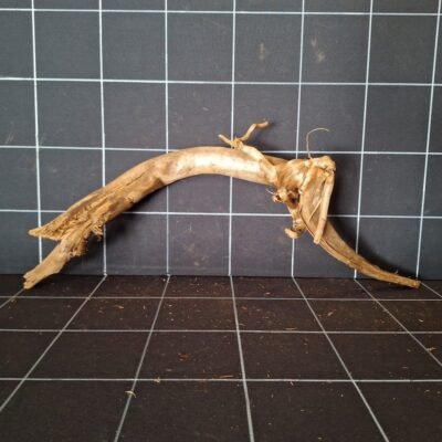 Tuskwood korzeń akwariowy z prawdziwego drewna bagiennego 60 cm P262619 widziany od tyłu