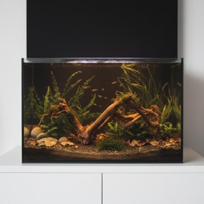 Aquascape-exempel med Tuskwood akvarierot äkta bogwood 63 cm P272619