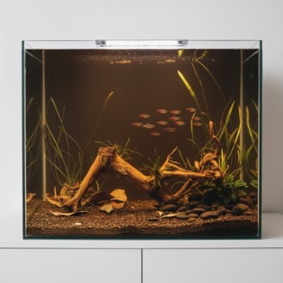 Aquascape-exempel med Tuskwood akvarierot äkta bogwood 63 cm P272619