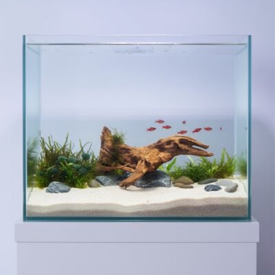 Tuskwood korzeń akwariowy z prawdziwego drewna bagiennego, 60 cm, P282618B