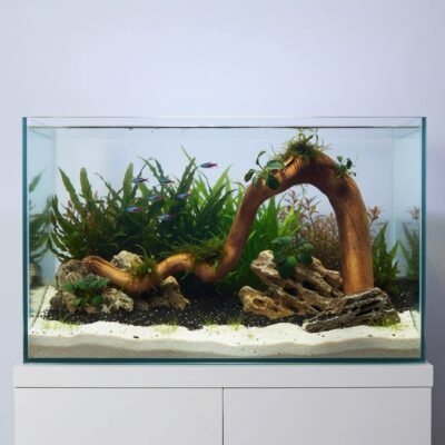 Aquascape-Beispiel mit Tuskwood Moorkienwurzel im Aquarium 55 cm P282619