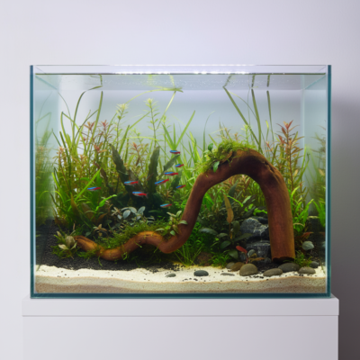 Aquascape-Beispiel mit Tuskwood Moorkienwurzel im Aquarium 55 cm P282619