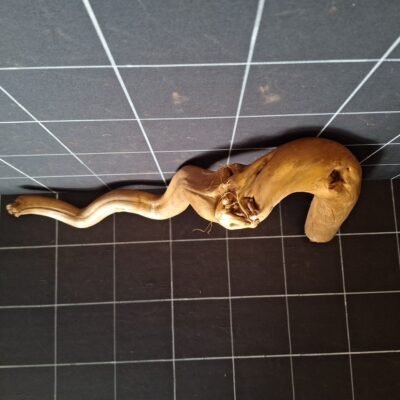 Draufsicht der Tuskwood Moorkienwurzel für das Aquarium 55 cm P282619