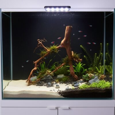 Tuskwood Aquarienwurzel aus echtem Moorholz, 56 cm, P292618
