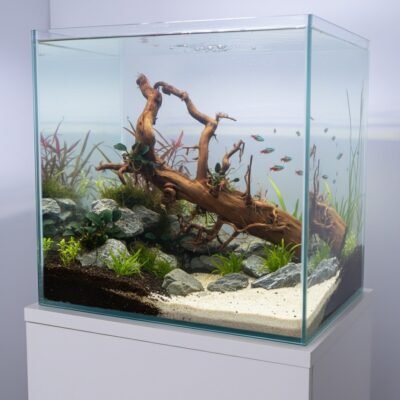 Aquascape-Beispiel mit Tuskwood Moorkienwurzel im Aquarium 52 cm P292619