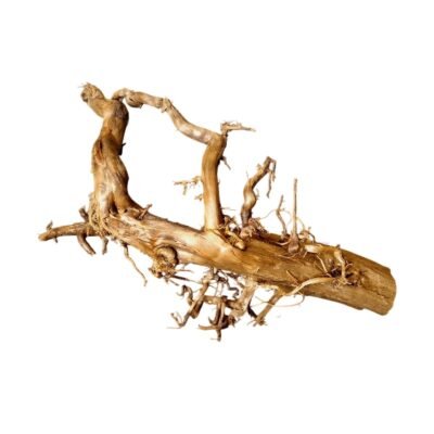 Freigestellte Tuskwood Aquariumwurzel aus echtem Moorkienholz 52 cm P292619 auf weißem Hintergrund