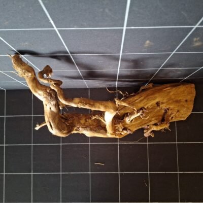 Draufsicht der Tuskwood Moorkienwurzel für das Aquarium 52 cm P292619