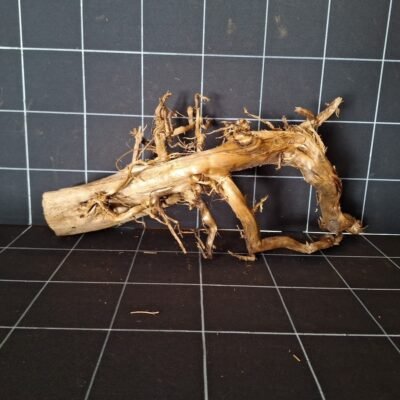 Rückansicht der Tuskwood Moorkienwurzel für das Aquarium 52 cm P292619