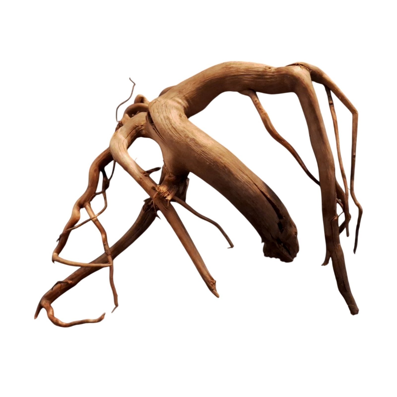 Tuskwood Akvarierot WYSIWYG Äkta Bogwood Unik 35 cm P292620 – Bild 8