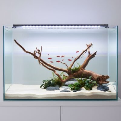 Tuskwood aquarium root in real bogwood, 70 cm, P302618