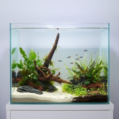 Aquascape voorbeeld met Tuskwood aquariumwortel echt veenhout 39 cm P302619