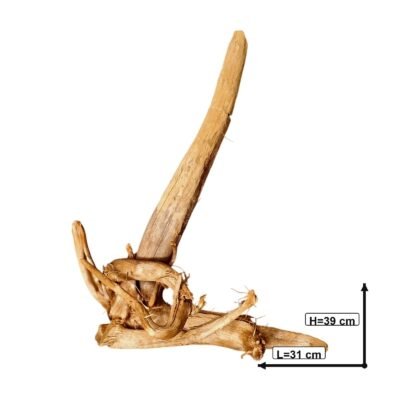 Gemeten afbeelding van Tuskwood aquariumwortel echt veenhout 39 cm P302619