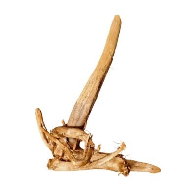 Vrijstaande Tuskwood aquariumwortel WYSIWYG echt veenhout 39 cm P302619 tegen witte achtergrond