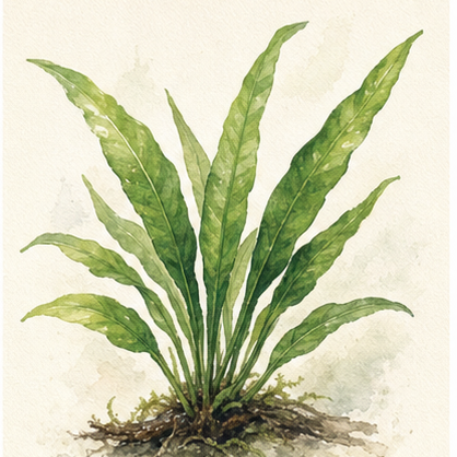 Watercolour illustration of Microsorum pteropus 'Narrow' as an aquarium plant.