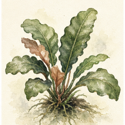 Watercolour illustration of Anubias barteri var. 'Coffeifolia' as an aquarium plant.