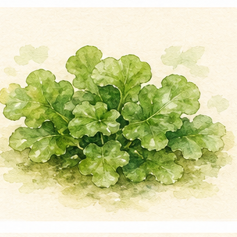 Watercolour illustration of Monosolenium tenerum as an aquarium plant.