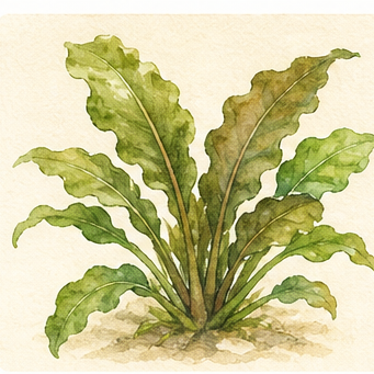 Watercolour illustration of Cryptocoryne undulata 'Broad Leaf' as an aquarium plant.
