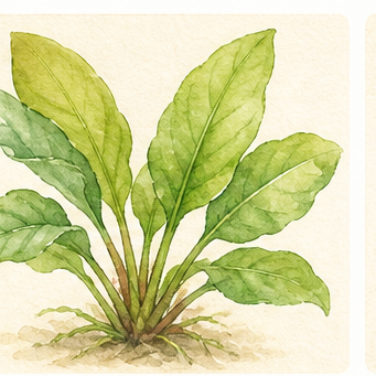 Watercolour illustration of Echinodorus cordifolius 'Fluitans' as an aquarium plant.