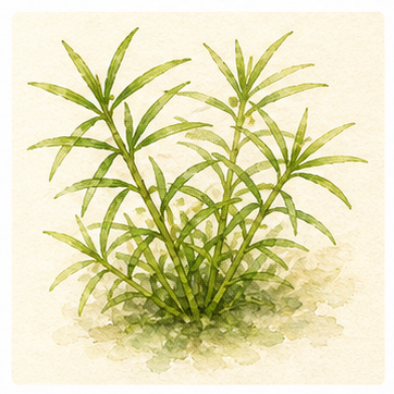 Watercolour illustration of Heteranthera zosterifolia as an aquarium plant.