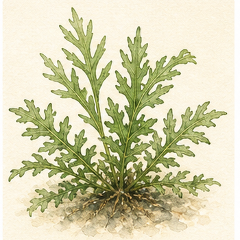 Watercolour illustration of Hygrophila pinnatifida as an aquarium plant.