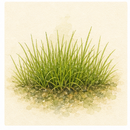 Watercolour illustration of Utricularia graminifolia as an aquarium plant.