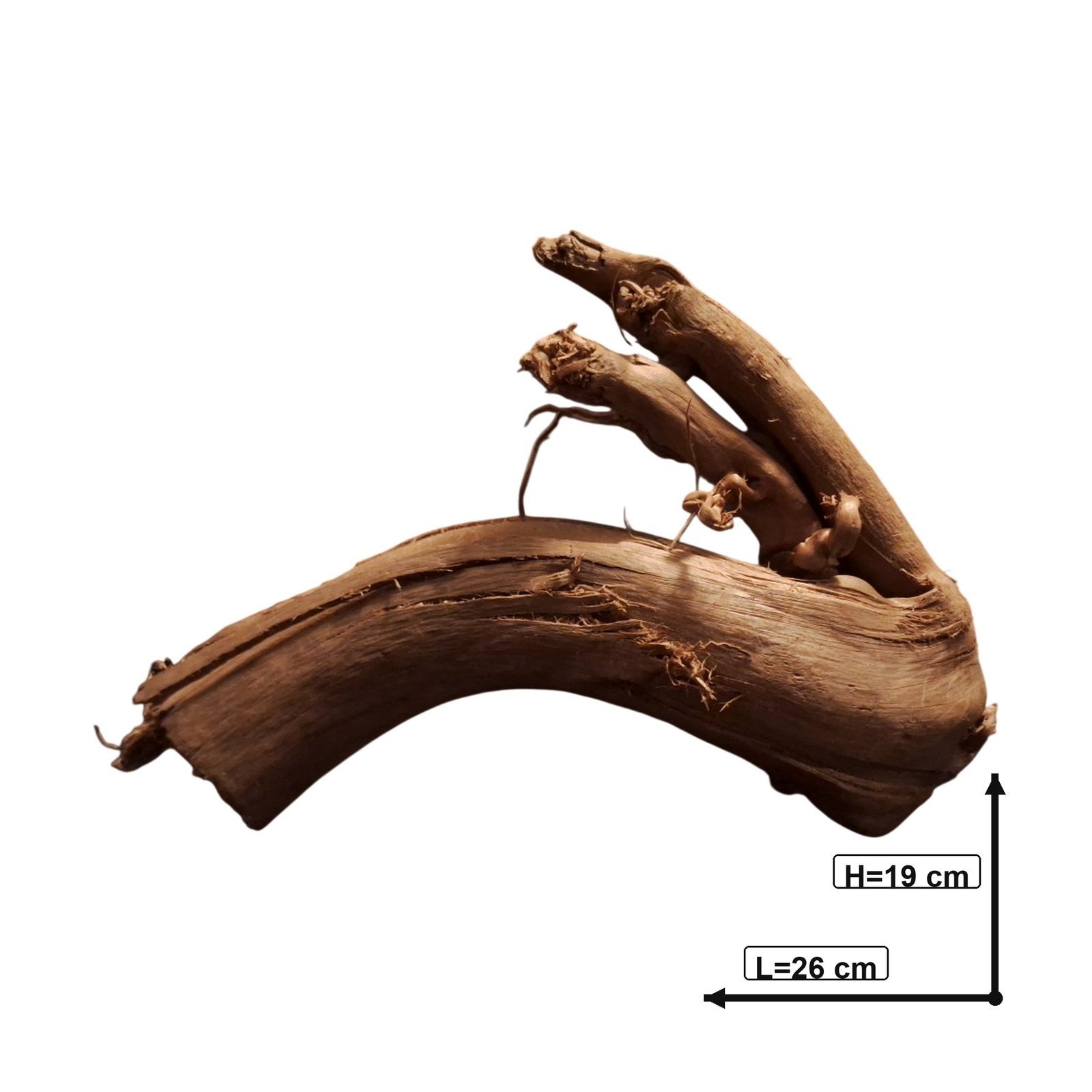 Tuskwood Akvarierot WYSIWYG Äkta Bogwood Unik 26 cm P062623 – Bild 3