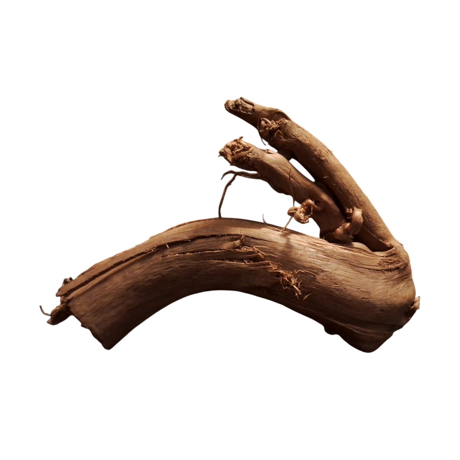 Tuskwood Akvarierot WYSIWYG Äkta Bogwood Unik 26 cm P062623 – Bild 6