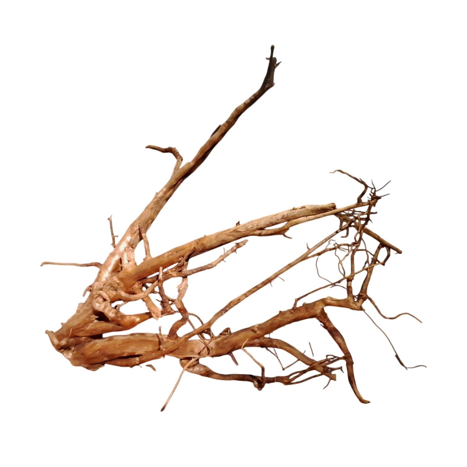 Tuskwood Akvarierot WYSIWYG Äkta Bogwood Unik 60 cm P262623 - Billede 6