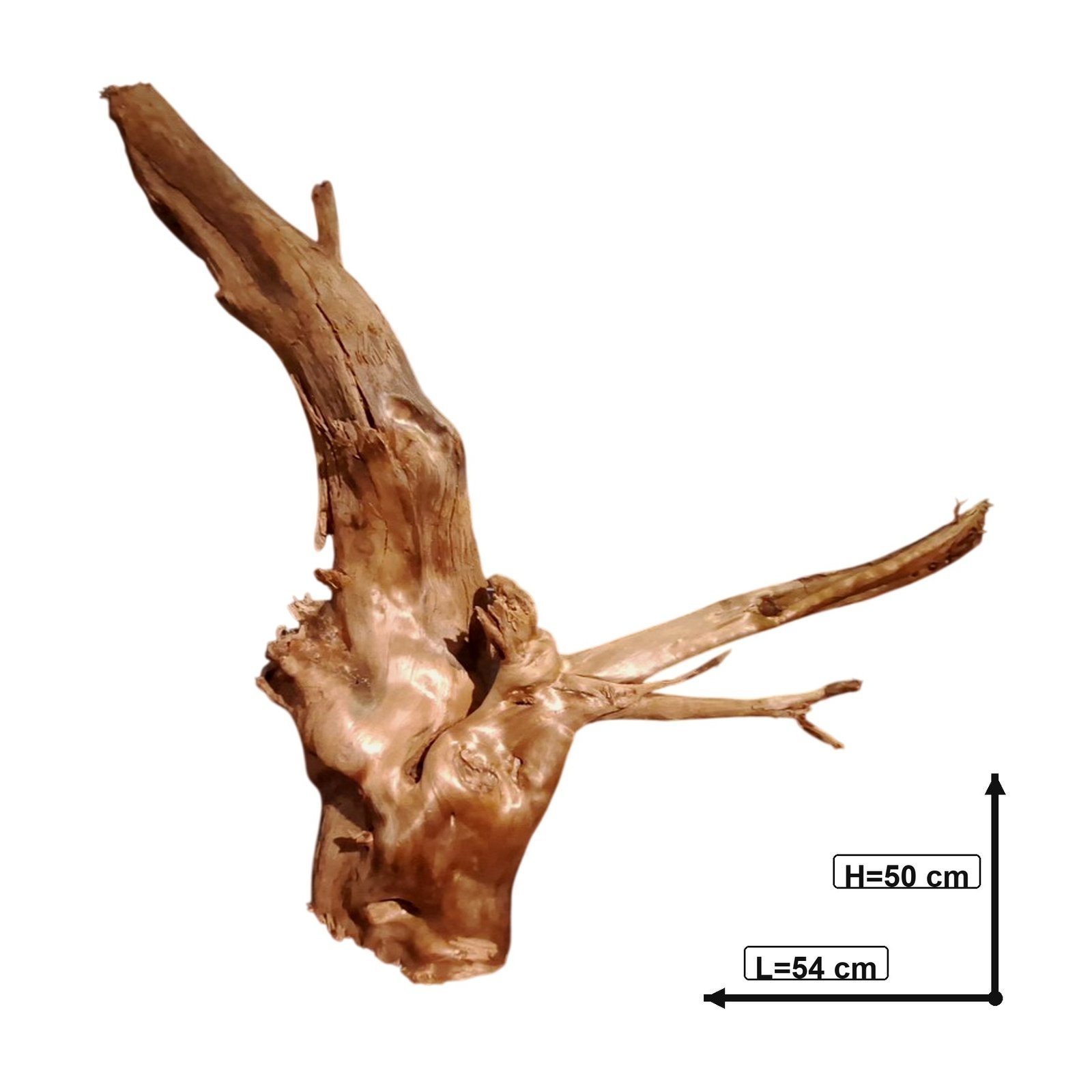 Tuskwood Akvarierot WYSIWYG Äkta Bogwood Unik 54 cm P302623 - Bild 3