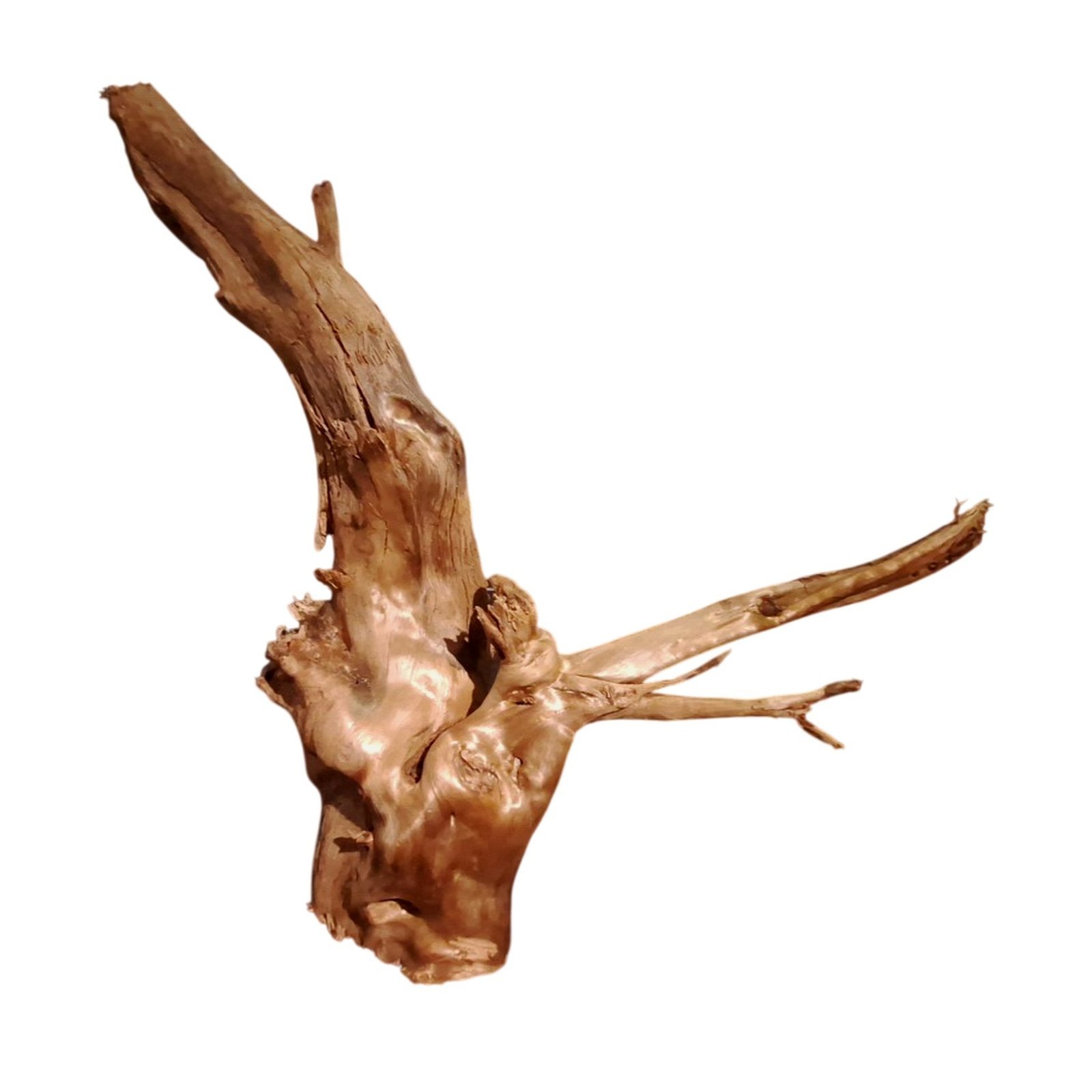 Tuskwood Akvarierot WYSIWYG Äkta Bogwood Unik 54 cm P302623 - Bild 7