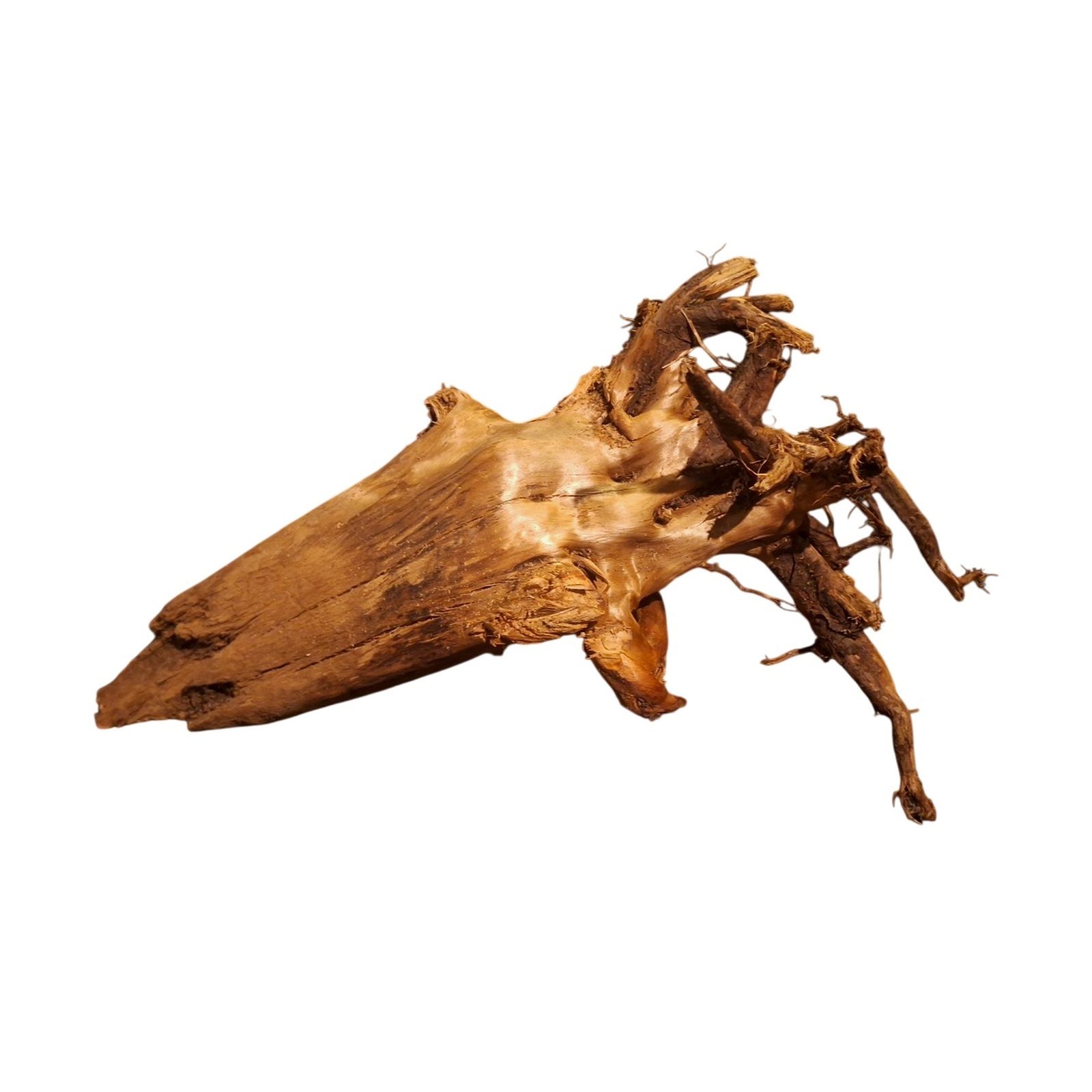 Tuskwood Akvarierot WYSIWYG Äkta Bogwood Unik 54 cm P362623 - Billede 6