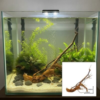 Tuskwood Akvarierot WYSIWYG Äkta Bogwood Unik 35 cm 22