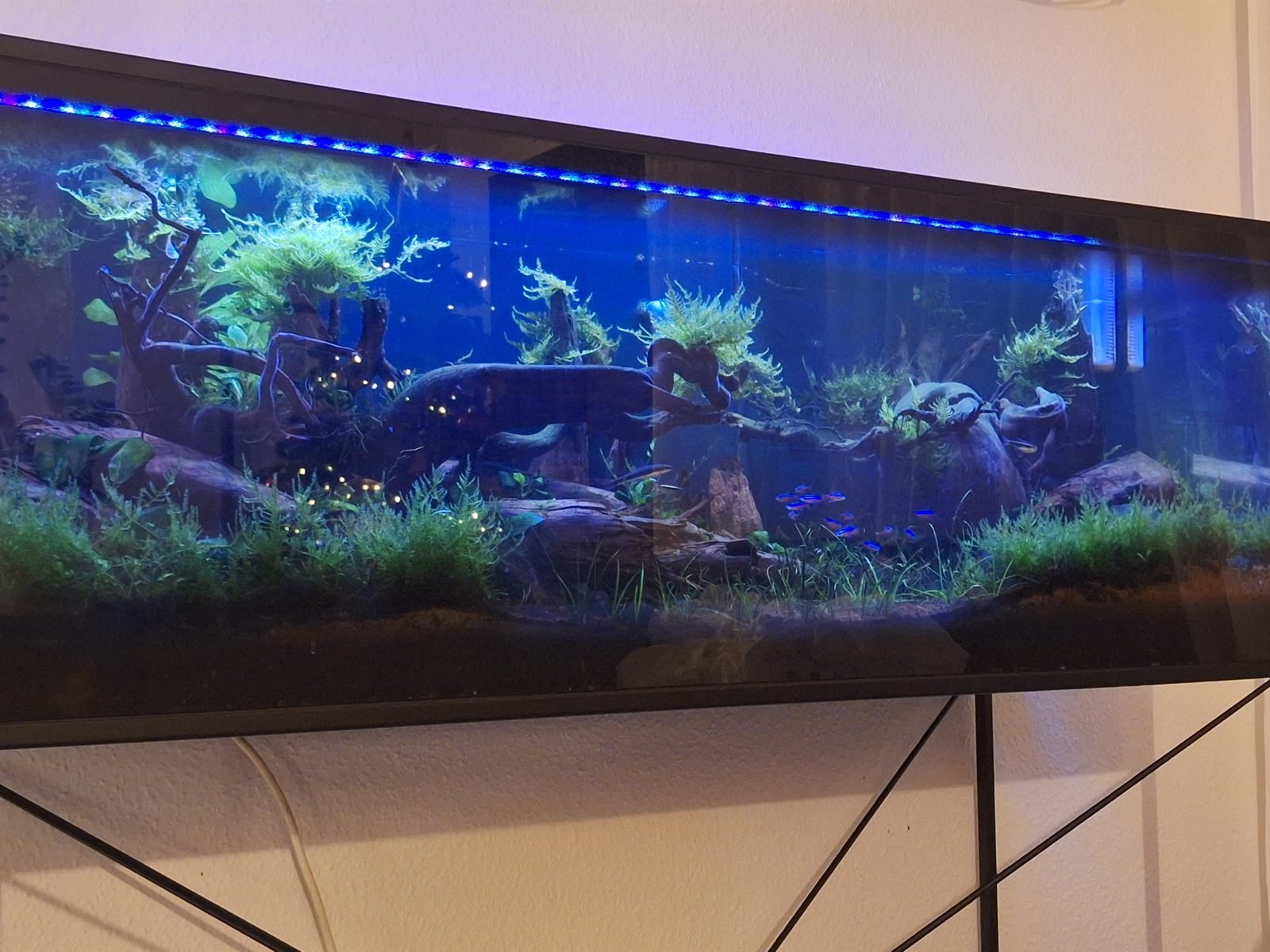 Tuskwood-rötter i ett långt planterat akvarium