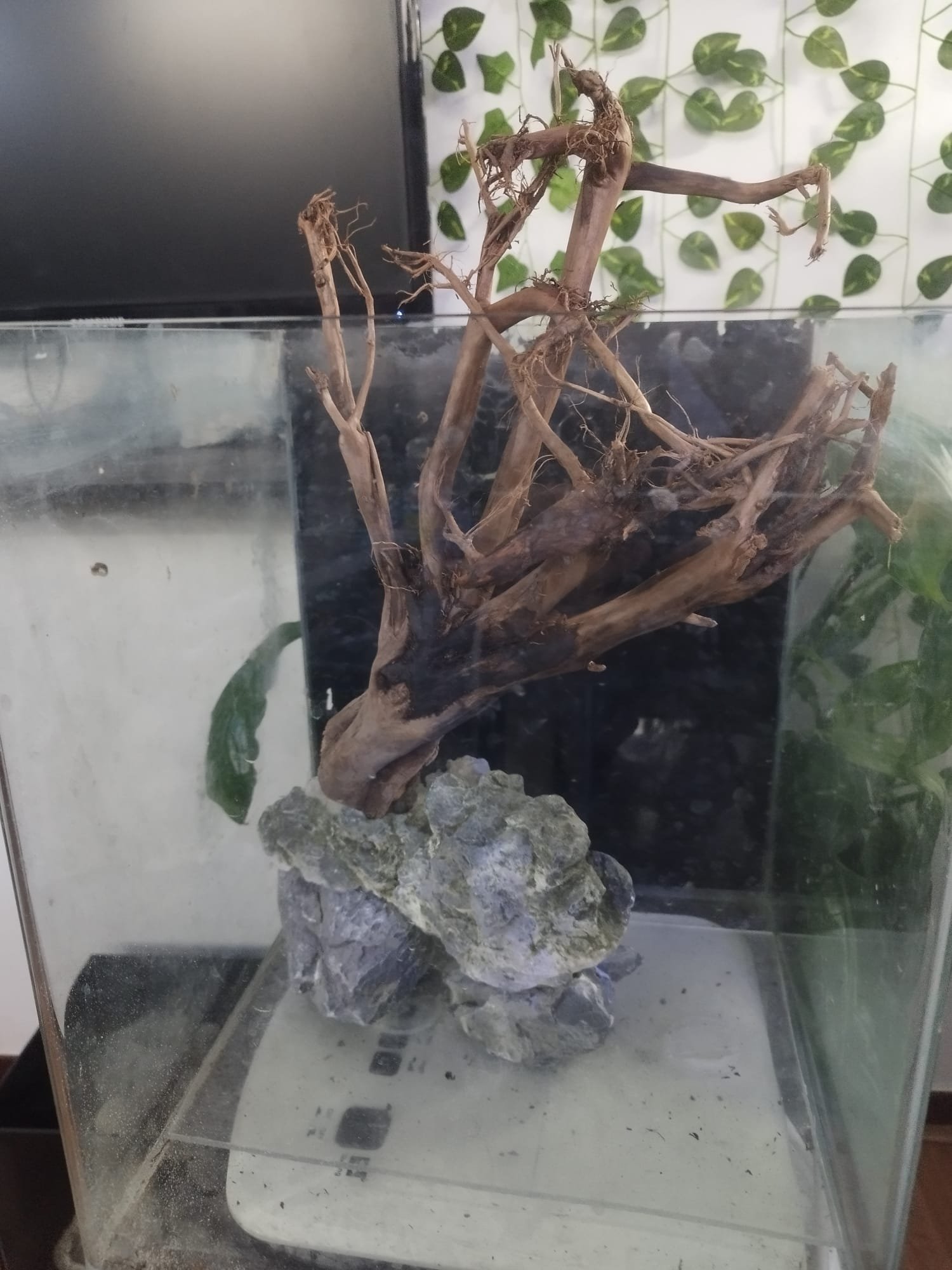Tuskwood-rot testas i ett akvarium