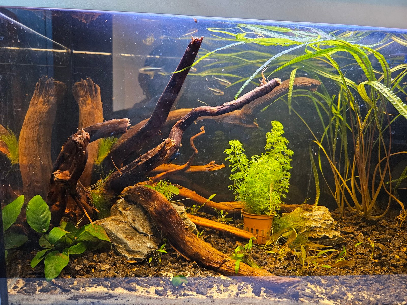 Tuskwood-rot i ett planterat akvarium med fisk
