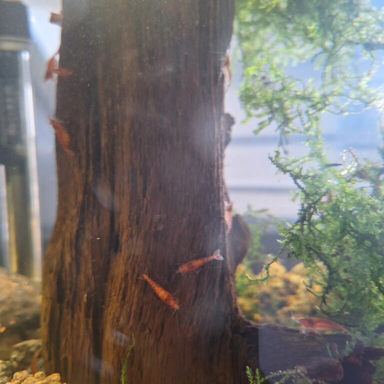 Tuskwood avec des crevettes dans un aquarium rond