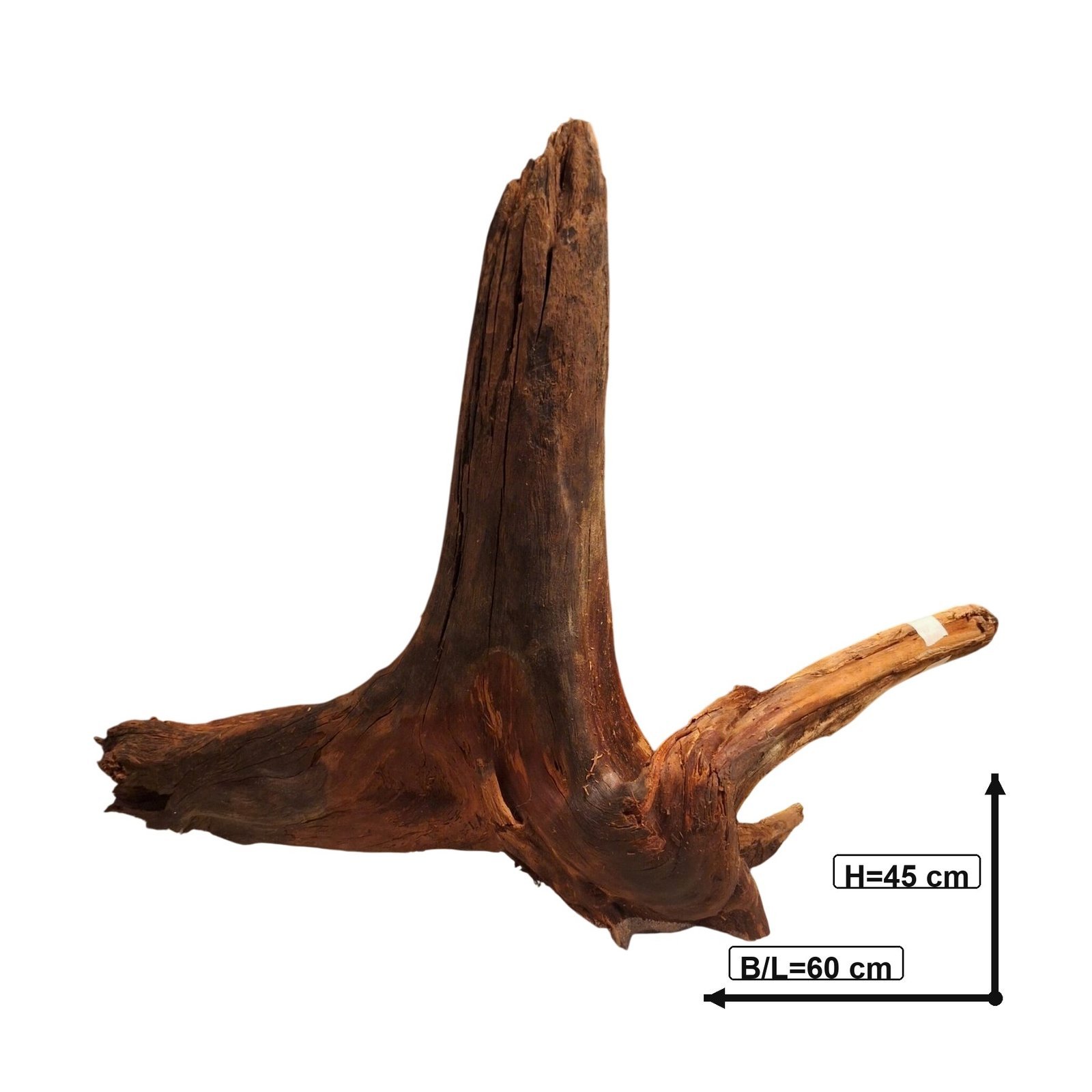 Tuskwood Akvarierot WYSIWYG Äkta Bogwood Unik 60 cm NrT16 - Image 3