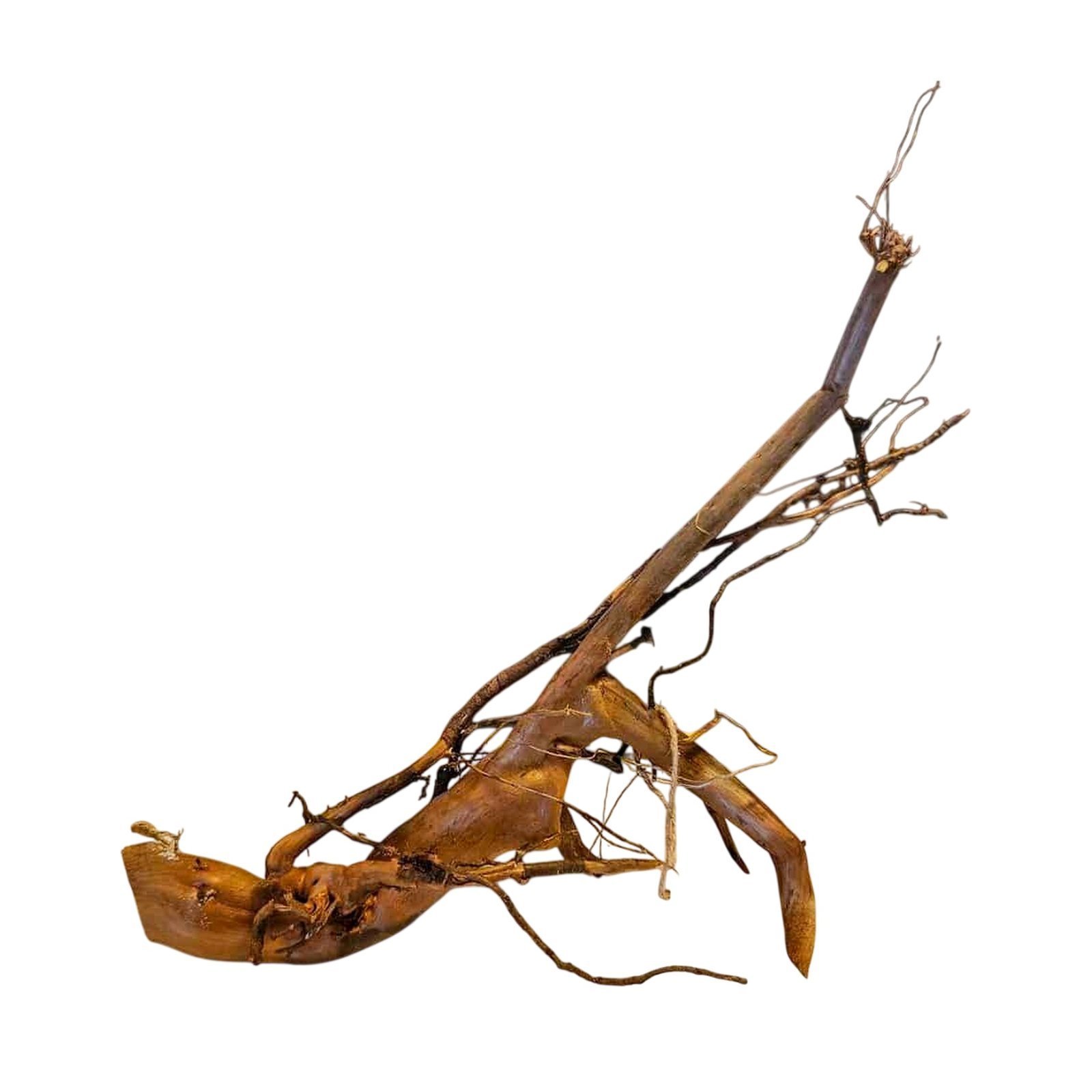 Tuskwood Akvarierot WYSIWYG Äkta Bogwood Unik 35 cm 22/23