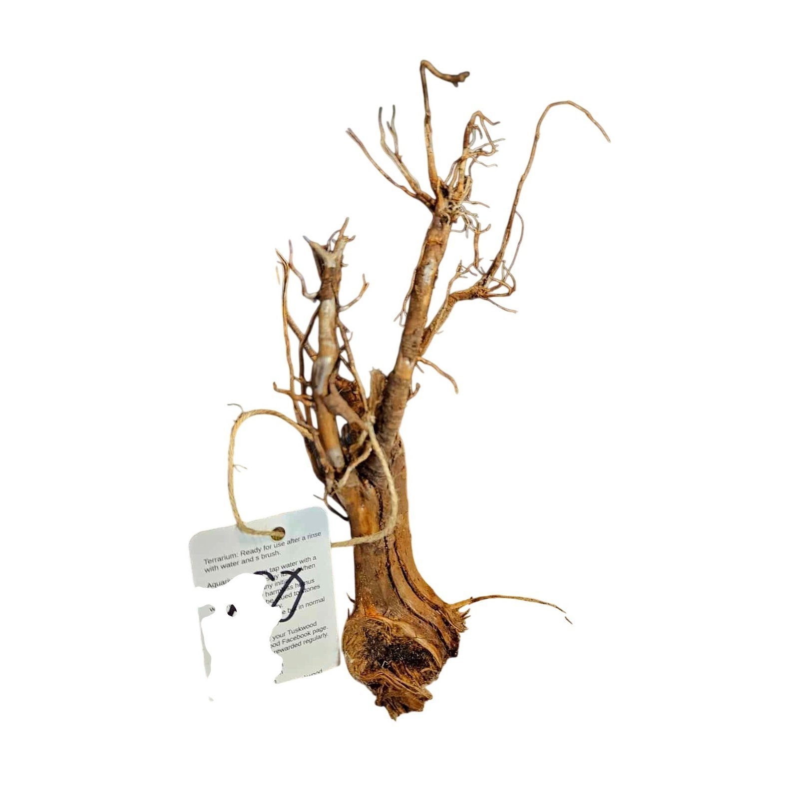 Tuskwood Aquarium-Wurzel WYSIWYG Echtes Bogwood Einzigartig 60 cm Nr. 60