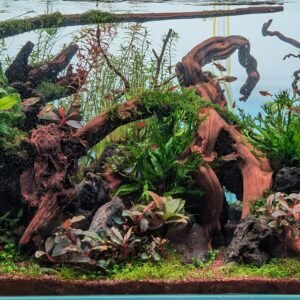 Planterat kundakvarium med Tuskwood-rötter, skapat av Daniel Skog