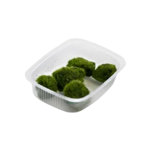 Aegagropila linnaei - portion från Tropica