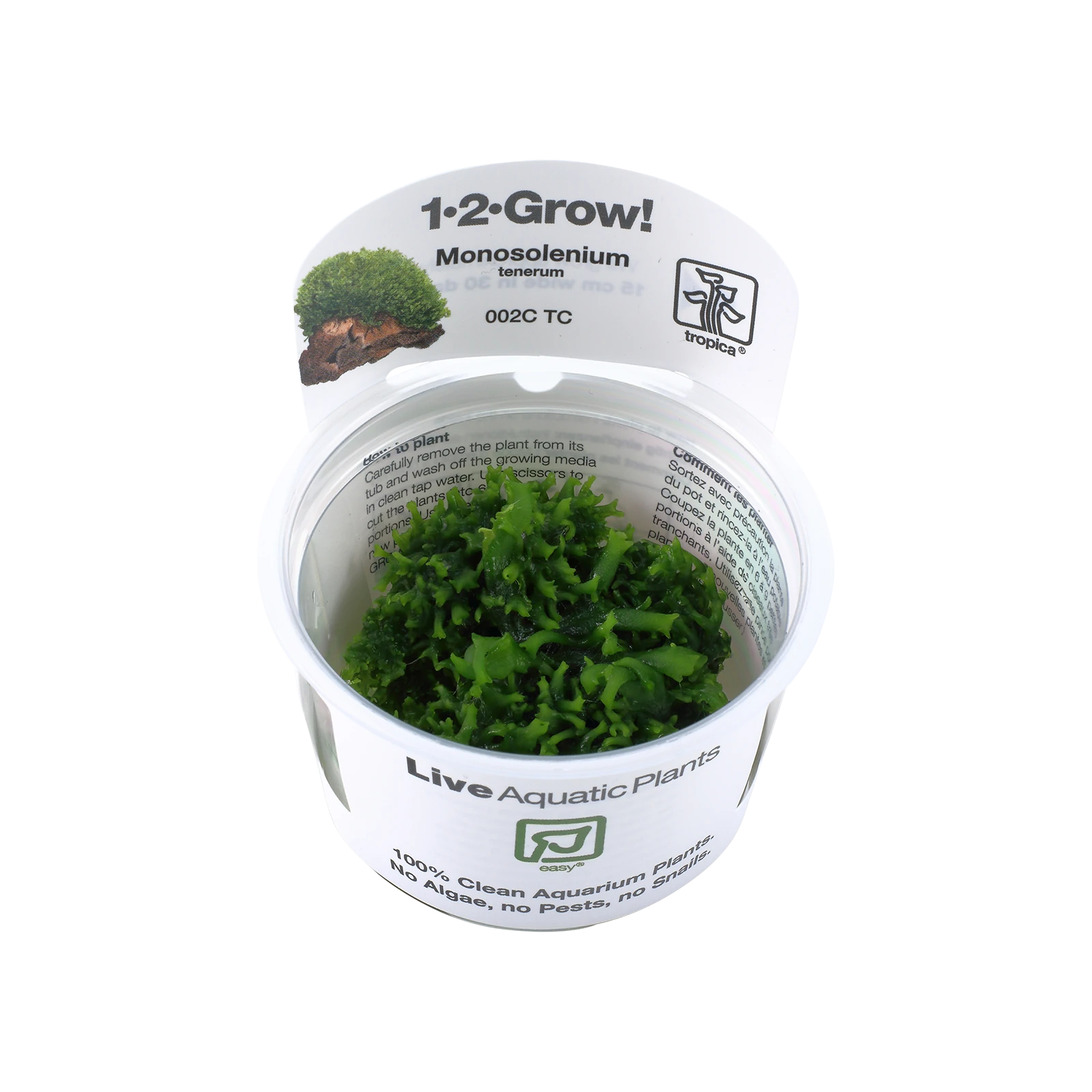 Monosolenium tenerum - 1-2-Grow!, 3-pack från Tropica