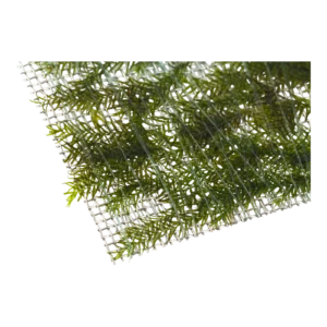Fissidens fontanus - portion från Tropica