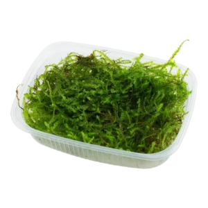 Taxiphyllum barbieri 'Bogor Moss' - portion från Tropica