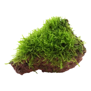 Taxiphyllum barbieri 'Bogor Moss' - på sten från Tropica