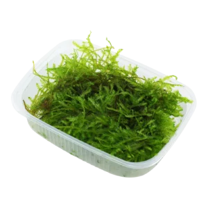 Vesicularia montagnei 'Christmas Moss' - portion från Tropica