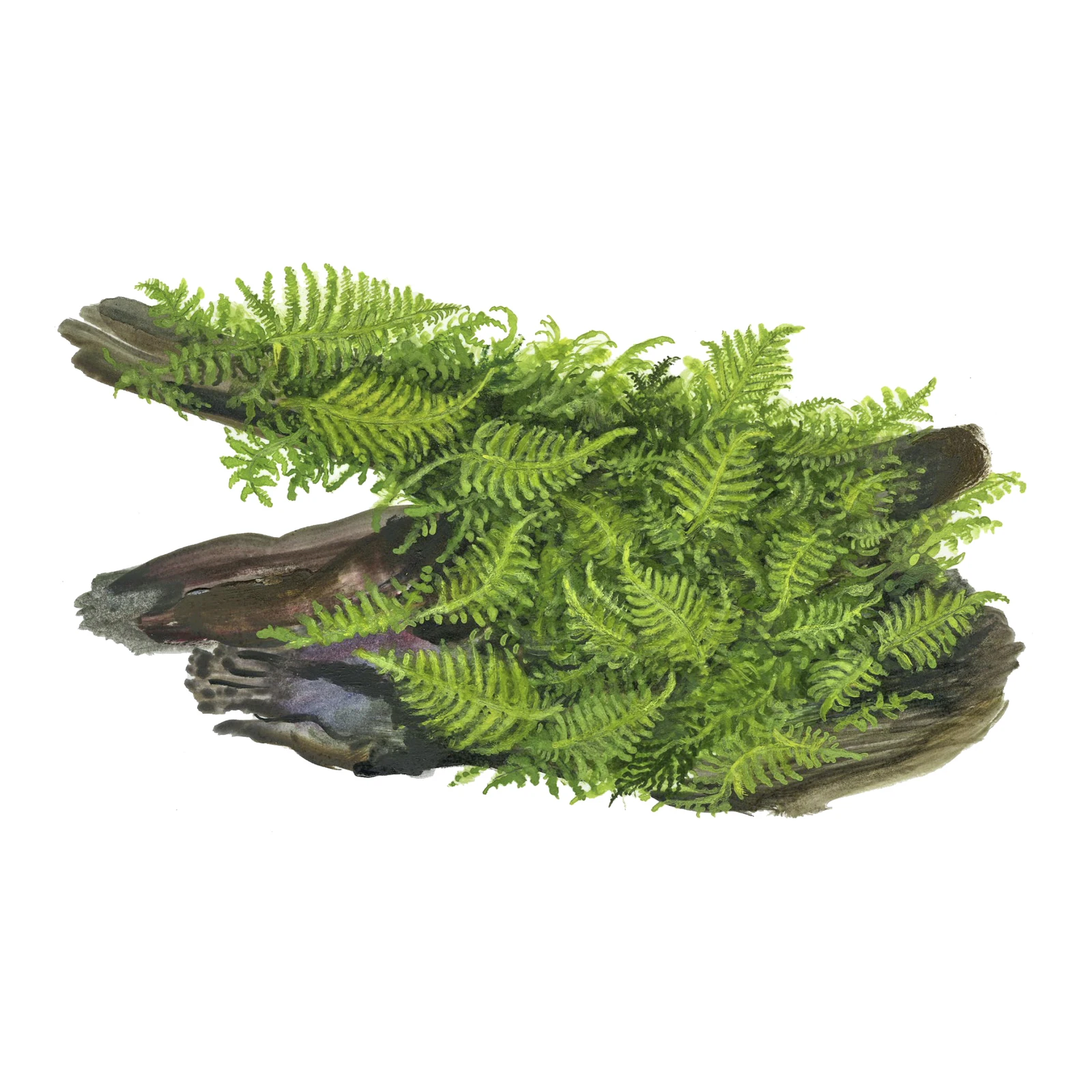 Vesicularia montagnei 'Christmas Moss' - 1-2-Grow!, 3-pack från Tropica