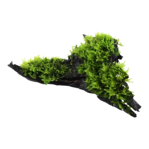 Vesicularia montagnei 'Christmas Moss' - på rot från Tropica