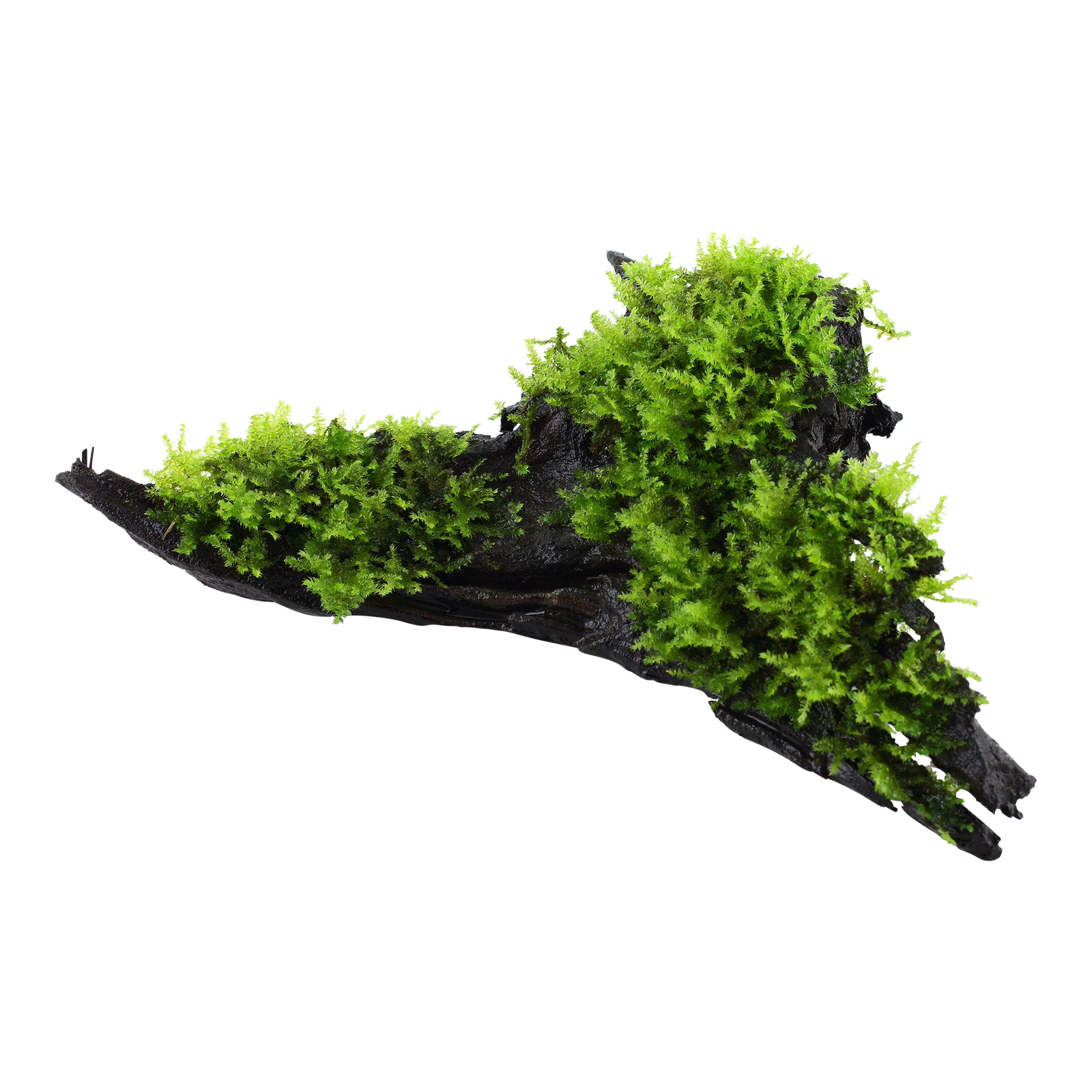 Vesicularia montagnei 'Christmas Moss' - på rot från Tropica